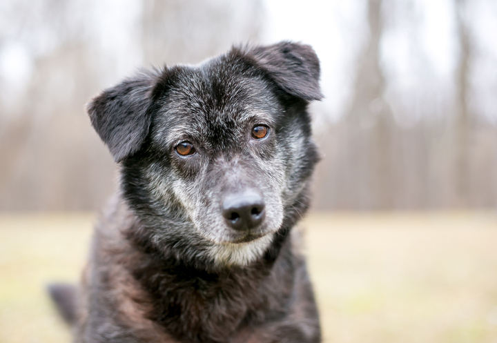 Preparing for Your Senior Pet’s Later Years: Planning Ahead Thoughtfully